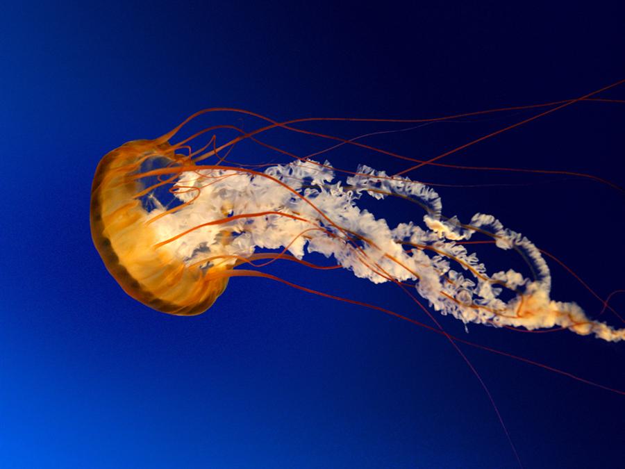 jellyfish 