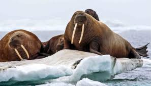  walrus