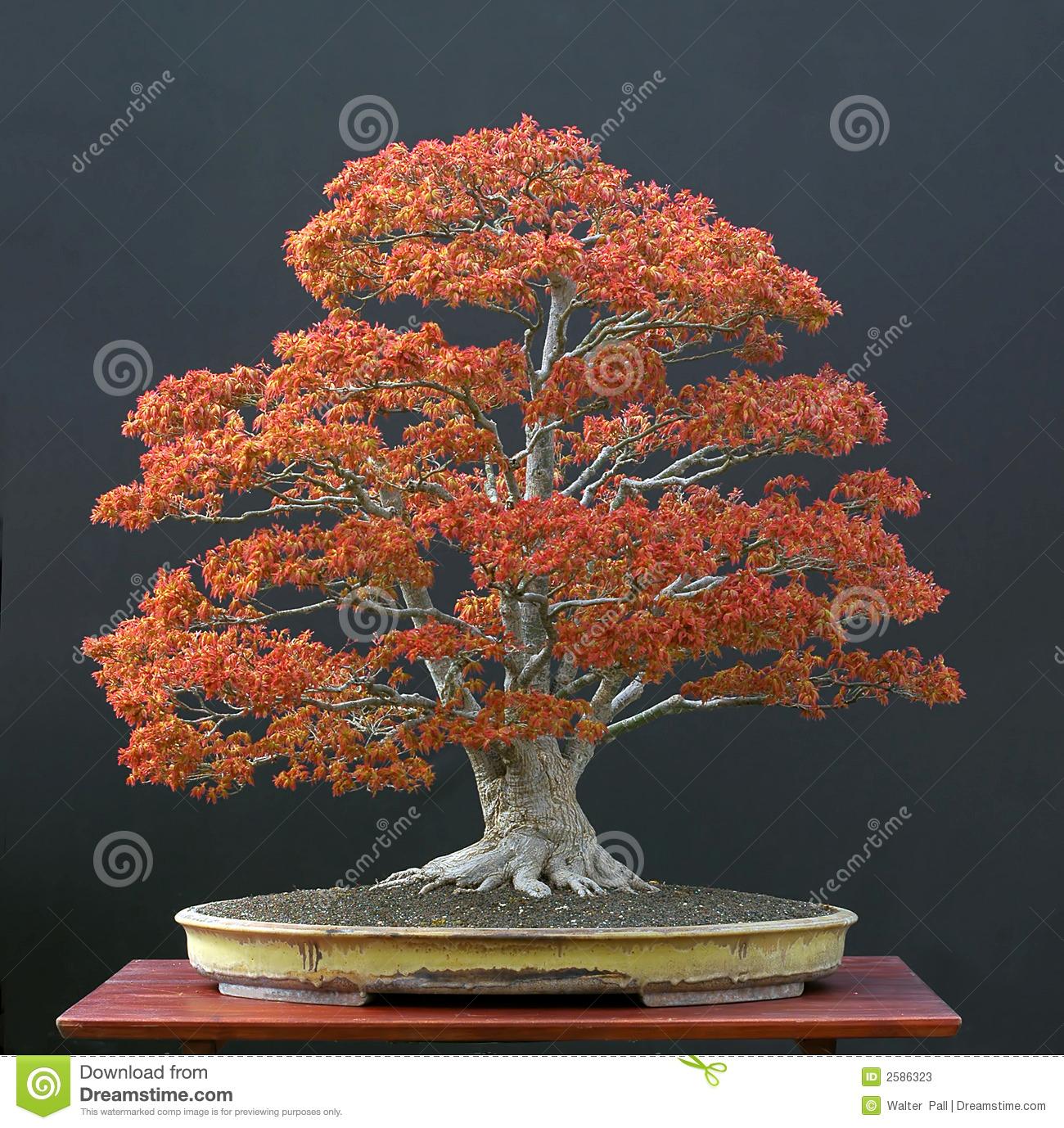 Maple Tree