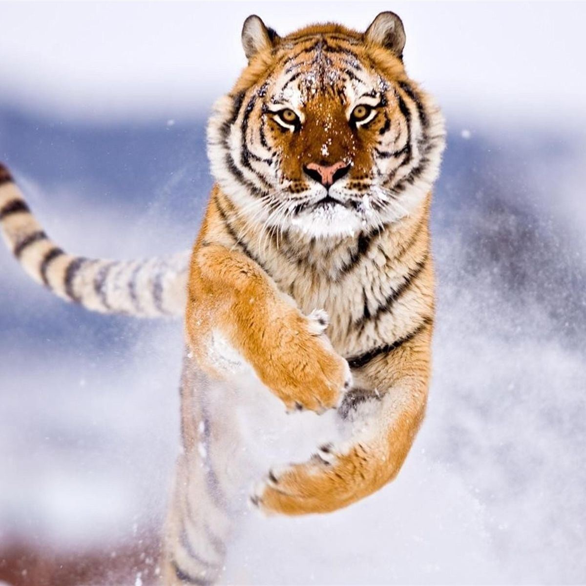 Tiger in the snow leaping towards the camera.