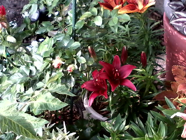 Flowers and patio plants in planters.