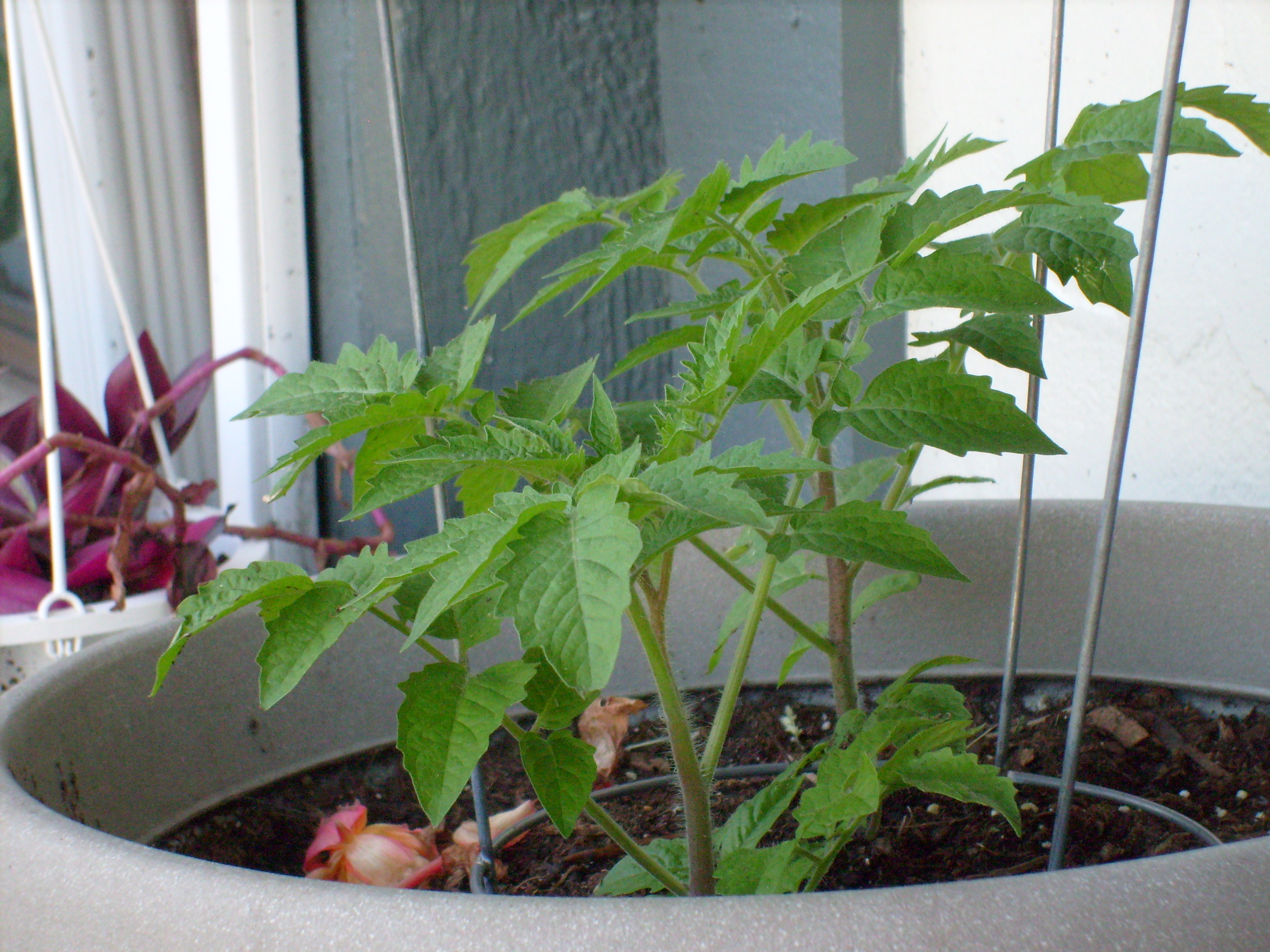  Tomato plant