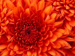 Chrysanthemum 