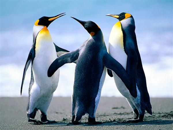  Penguins